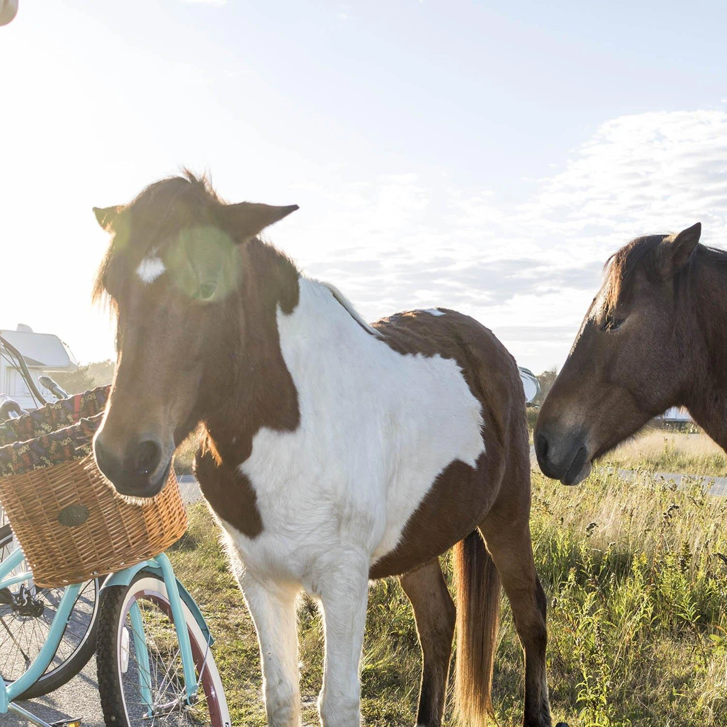 Assateague Fahrradkorb: Dein Abenteuer beginnt vorne! Stilvoll, praktisch, einfach unschlagbar!